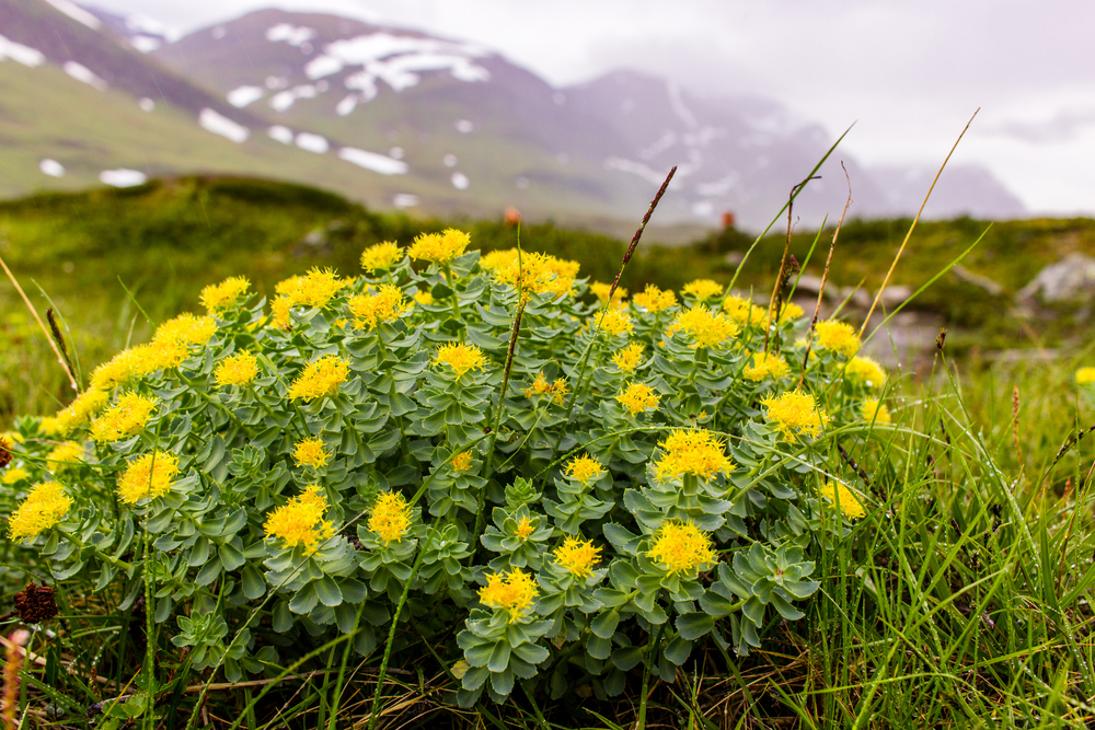 Rhodiola Plant and flowers with mountain backdrop