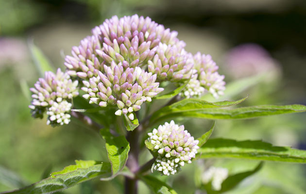 Close up of the Valerian Flower