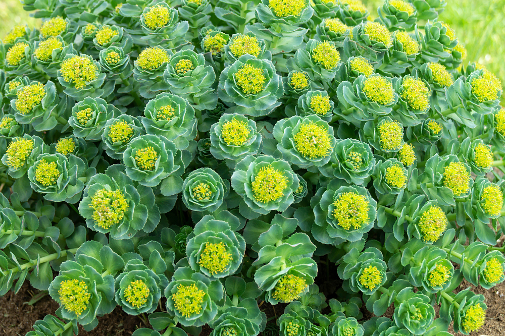 Rhodiola plant and flowers