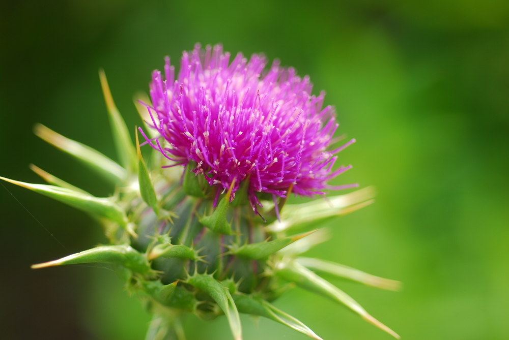 Close up of a milk thistle flower