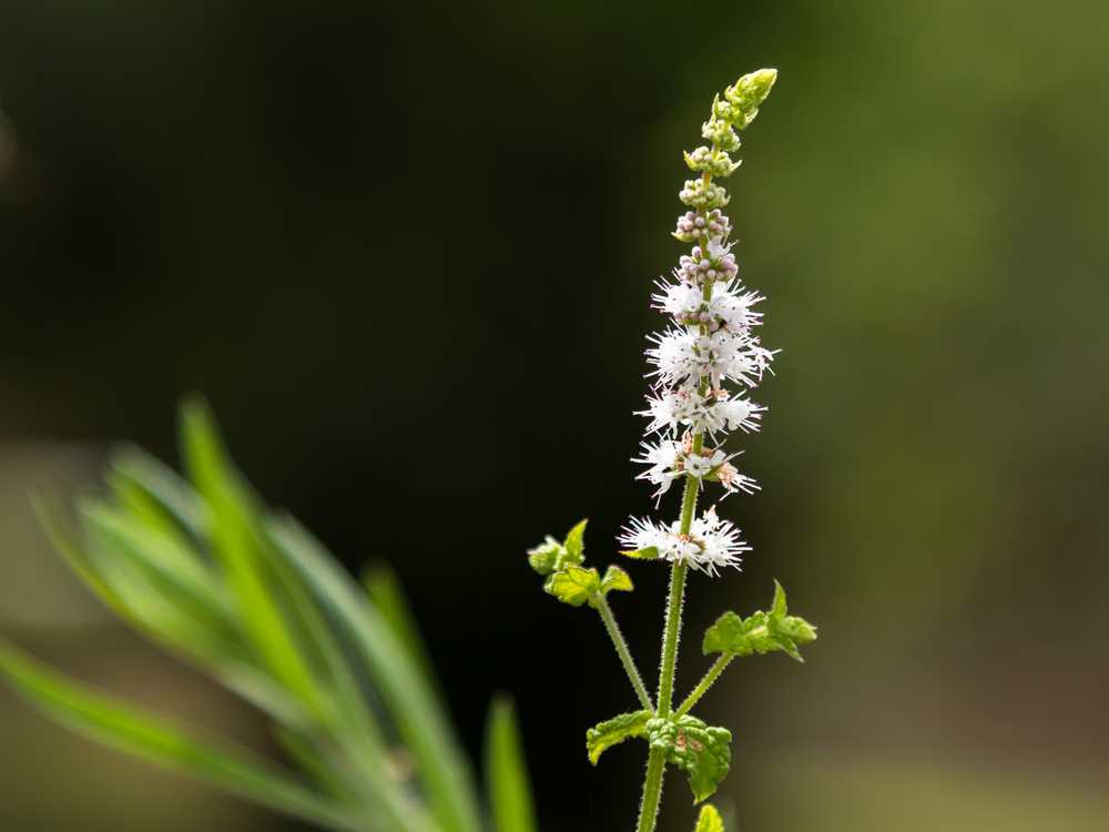 BLack cohosh plant and flower
