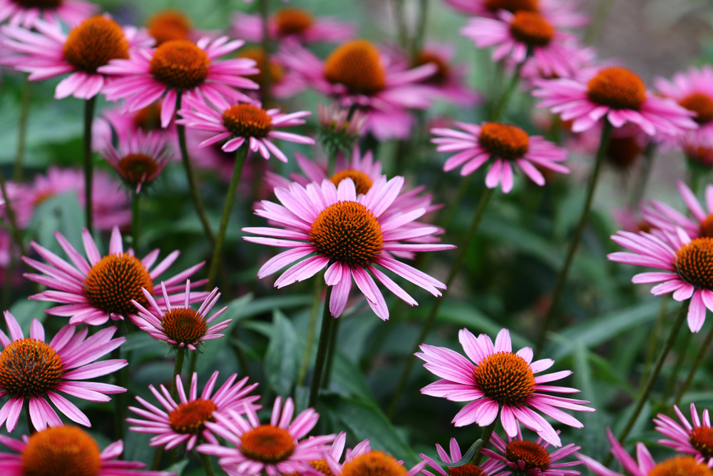 Echinacea - natural support for colds and flu: Schwabe Pharma UK